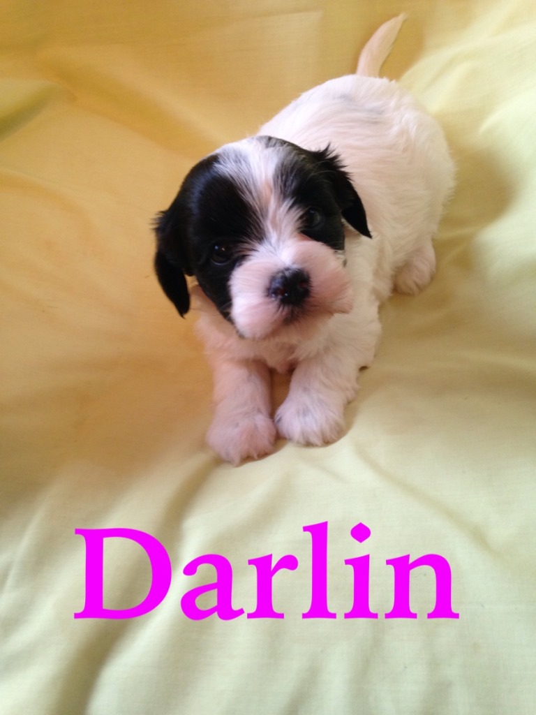 Havanese Puppies For Sale